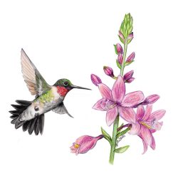 Colorful Hummingbird Drawing Creative Style