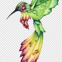 Colorful Hummingbird Drawing Detailed Sketch