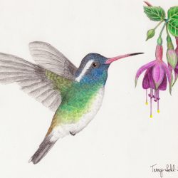 Colorful Hummingbird Drawing Fine Art