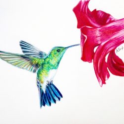 Colorful Hummingbird Drawing Hand drawn