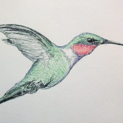 Colorful Hummingbird Drawing Hand drawn Sketch