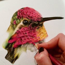 Colorful Hummingbird Drawing Image