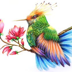 Colorful Hummingbird Drawing Modern Sketch