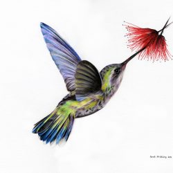 Colorful Hummingbird Drawing Photo