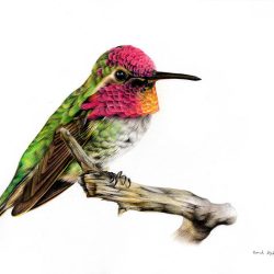 Colorful Hummingbird Drawing Picture