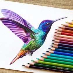 Colorful Hummingbird Drawing Professional Artwork