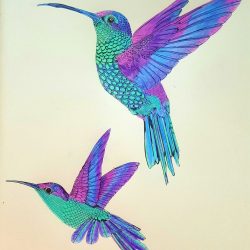 Colorful Hummingbird Drawing Realistic Sketch