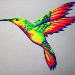 Colorful Hummingbird Drawing Sketch