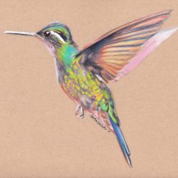 Colorful Hummingbird Drawing Stunning Sketch