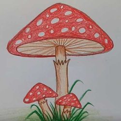 Cool Mushroom Drawing Creative Style