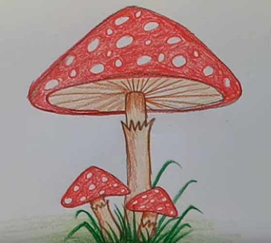 Cool Mushroom Drawing Creative Style
