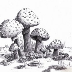 Cool Mushroom Drawing Detailed Sketch