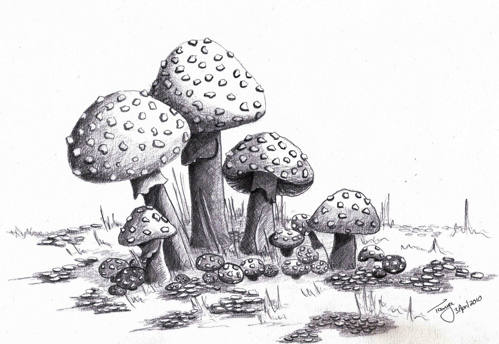 Cool Mushroom Drawing Detailed Sketch