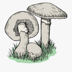 Cool Mushroom Drawing Fine Art