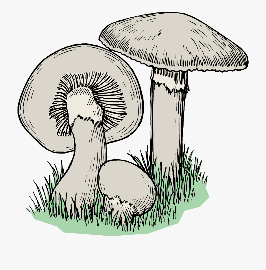 Cool Mushroom Drawing Fine Art