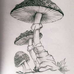 Cool Mushroom Drawing Hand drawn