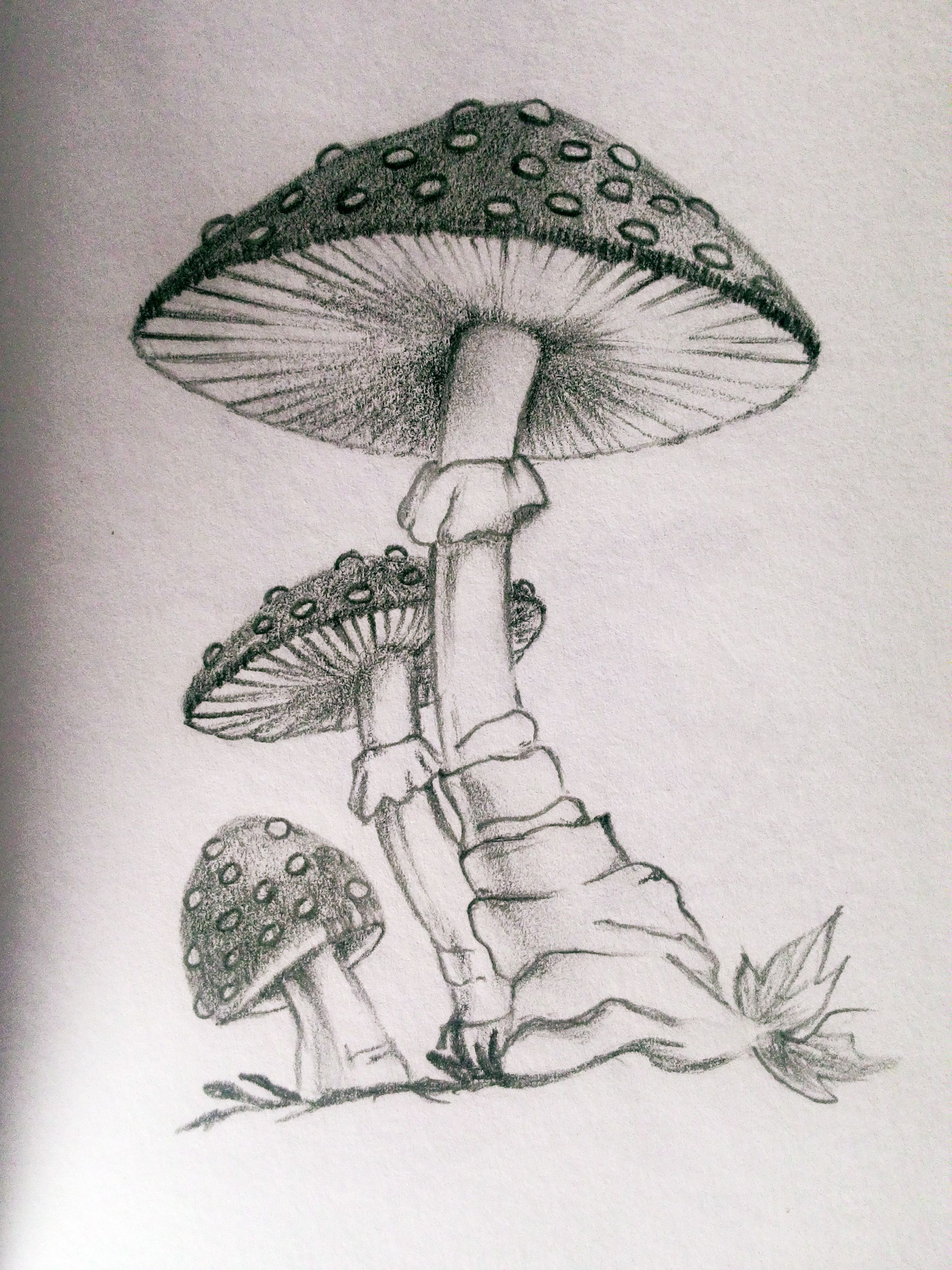 Cool Mushroom Drawing Hand drawn