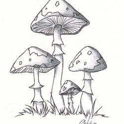 Cool Mushroom Drawing Unique Art