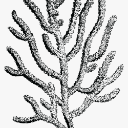 Coral Drawing Fine Art