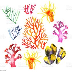 Coral Drawing Photo