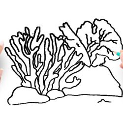 Coral Drawing Professional Artwork