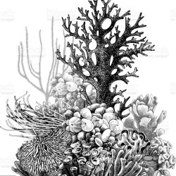 Coral Drawing Realistic Sketch