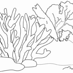 Coral Reef Drawing Art