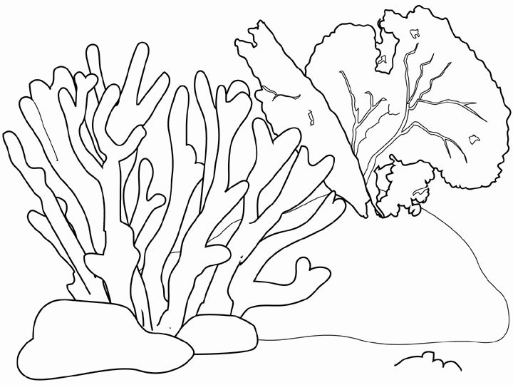 Coral Reef Drawing Art