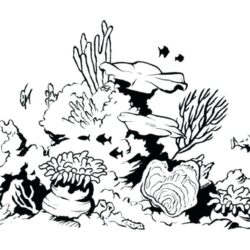 Coral Reef Drawing Artistic Sketching