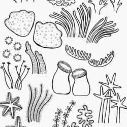 Coral Reef Drawing Detailed Sketch