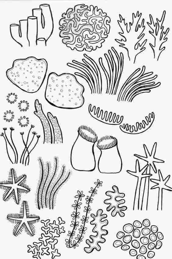 Coral Reef Drawing Detailed Sketch
