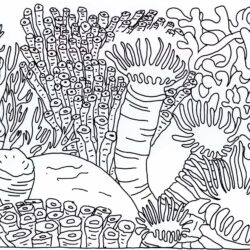 Coral Reef Drawing Intricate Artwork