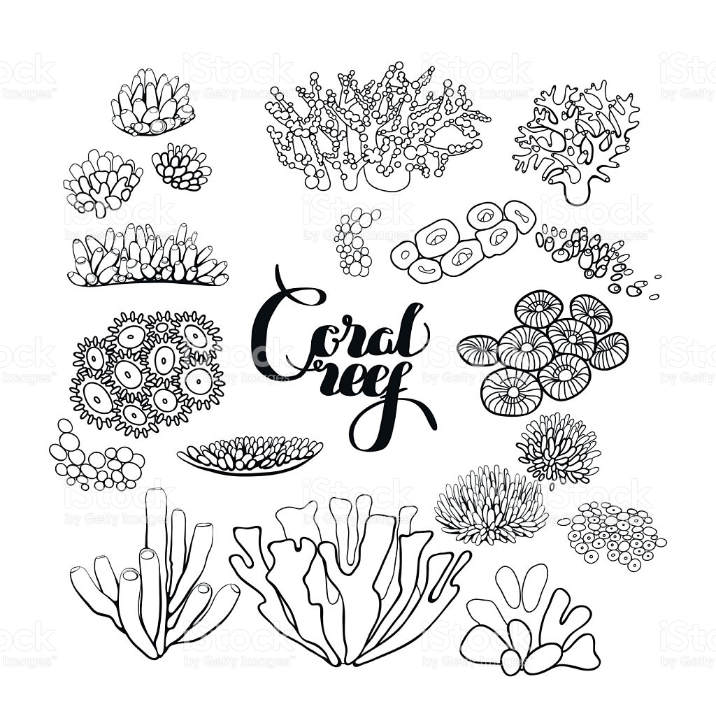 Coral Reef Drawing Modern Sketch