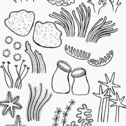 Coral Reef Drawing Photo