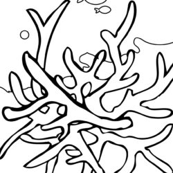 Coral Reef Drawing Professional Artwork