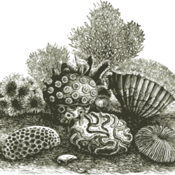 Coral Reef Drawing Sketch