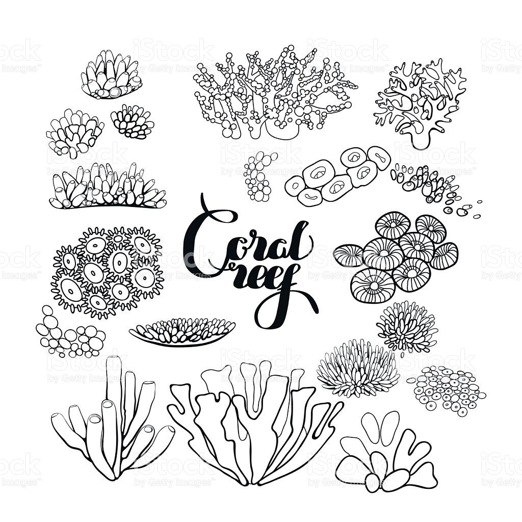 Coral Reef Drawing Unique Art