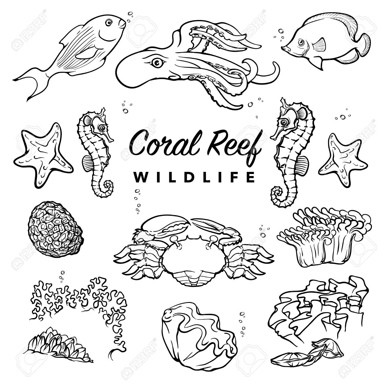 Coral Reef Drawing