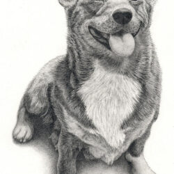 Corgi Drawing