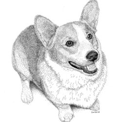 Corgi Drawing Image