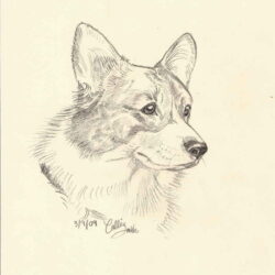 Corgi Drawing Modern Sketch