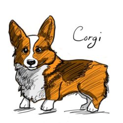 Corgi Drawing Photo