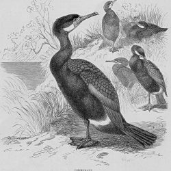 Cormorant Bird Drawing Amazing Sketch