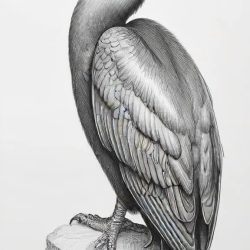 Cormorant Bird Drawing Art Sketch Image