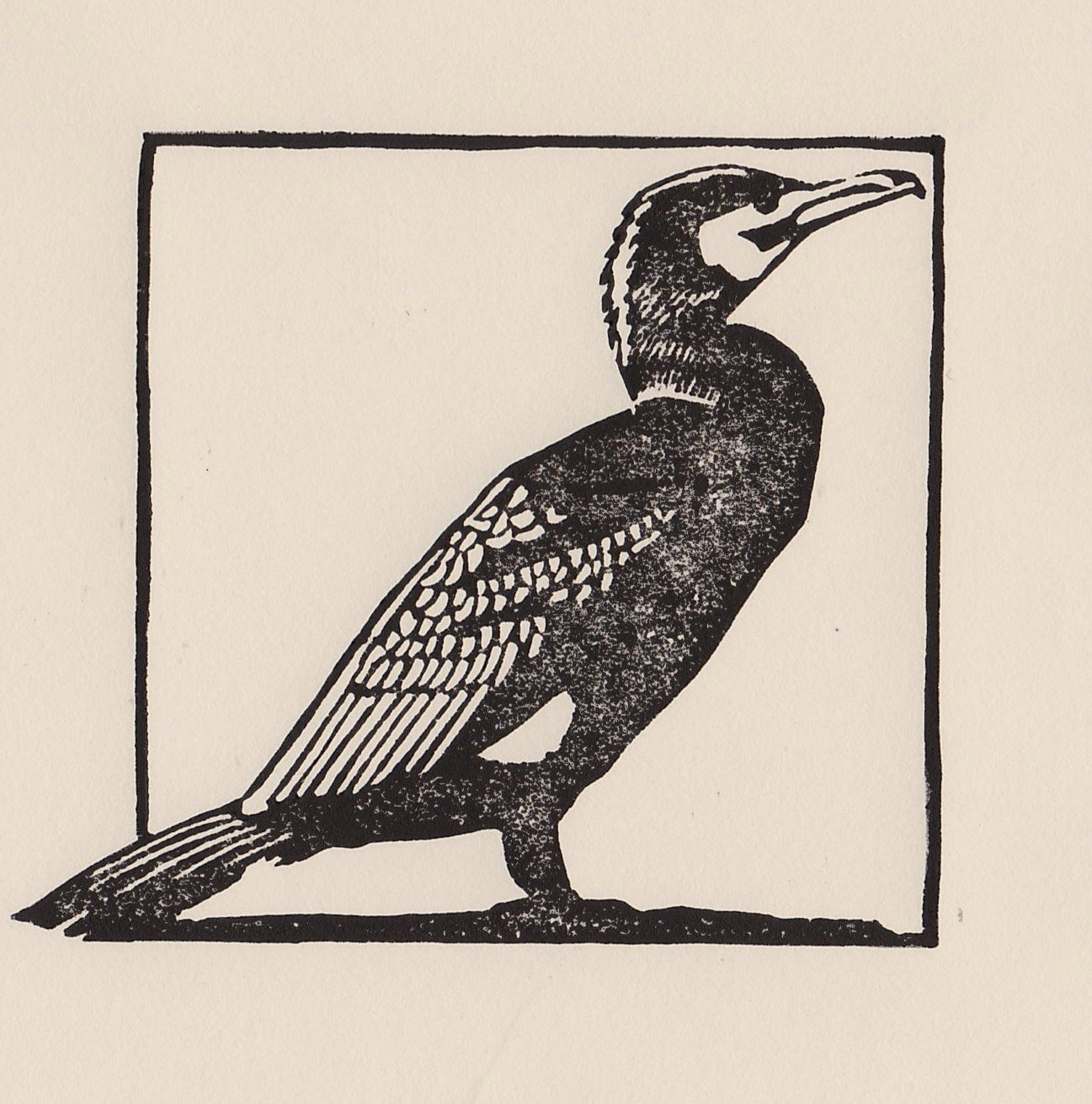 Cormorant Bird Drawing Art