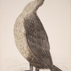 Cormorant Bird Drawing Artistic Sketching