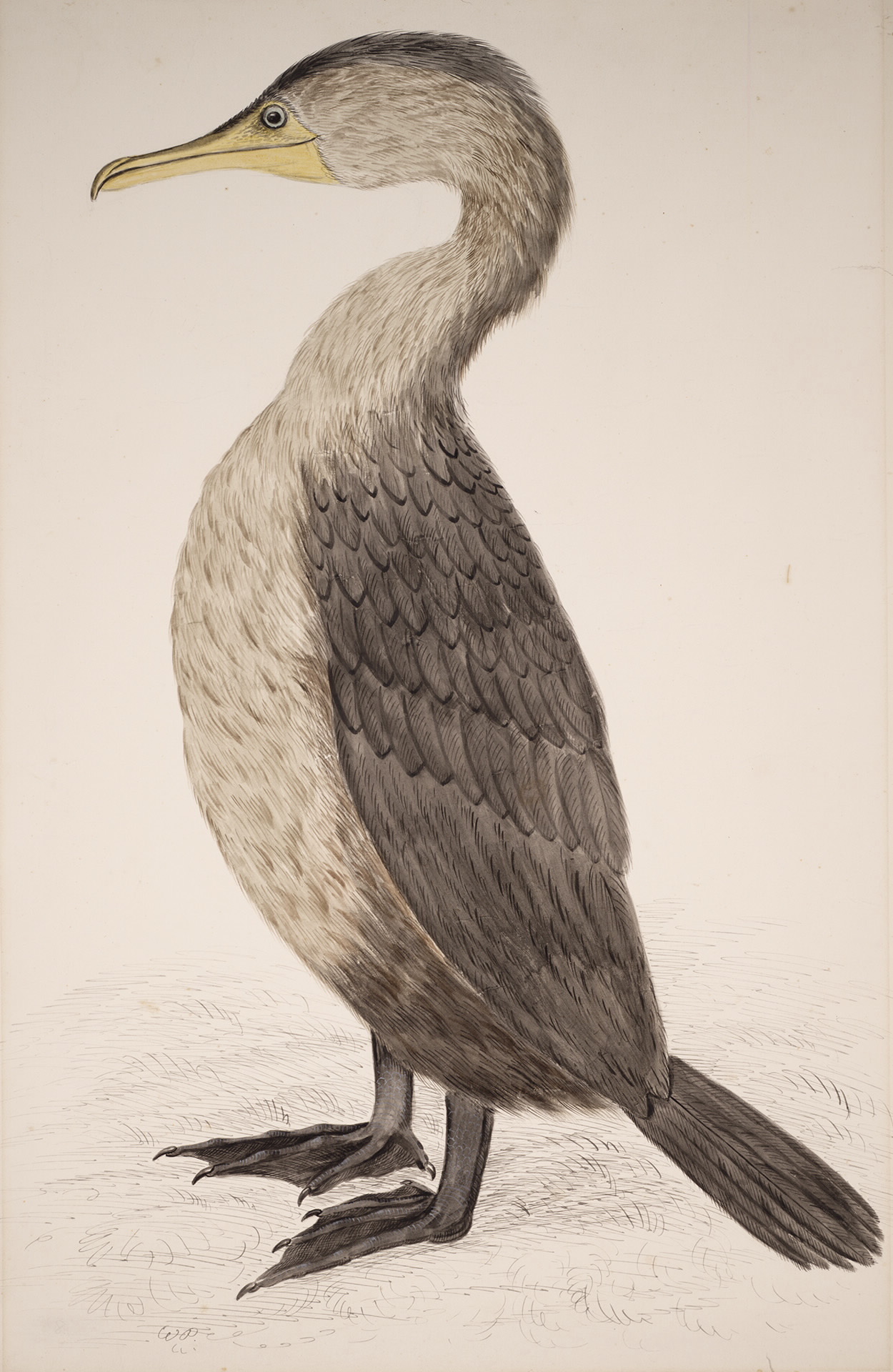 Cormorant Bird Drawing Artistic Sketching