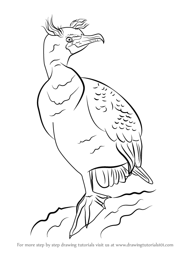 Cormorant Bird Drawing Fine Art