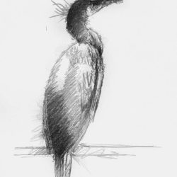 Cormorant Bird Drawing Hand drawn