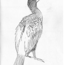 Cormorant Bird Drawing Hand drawn Sketch